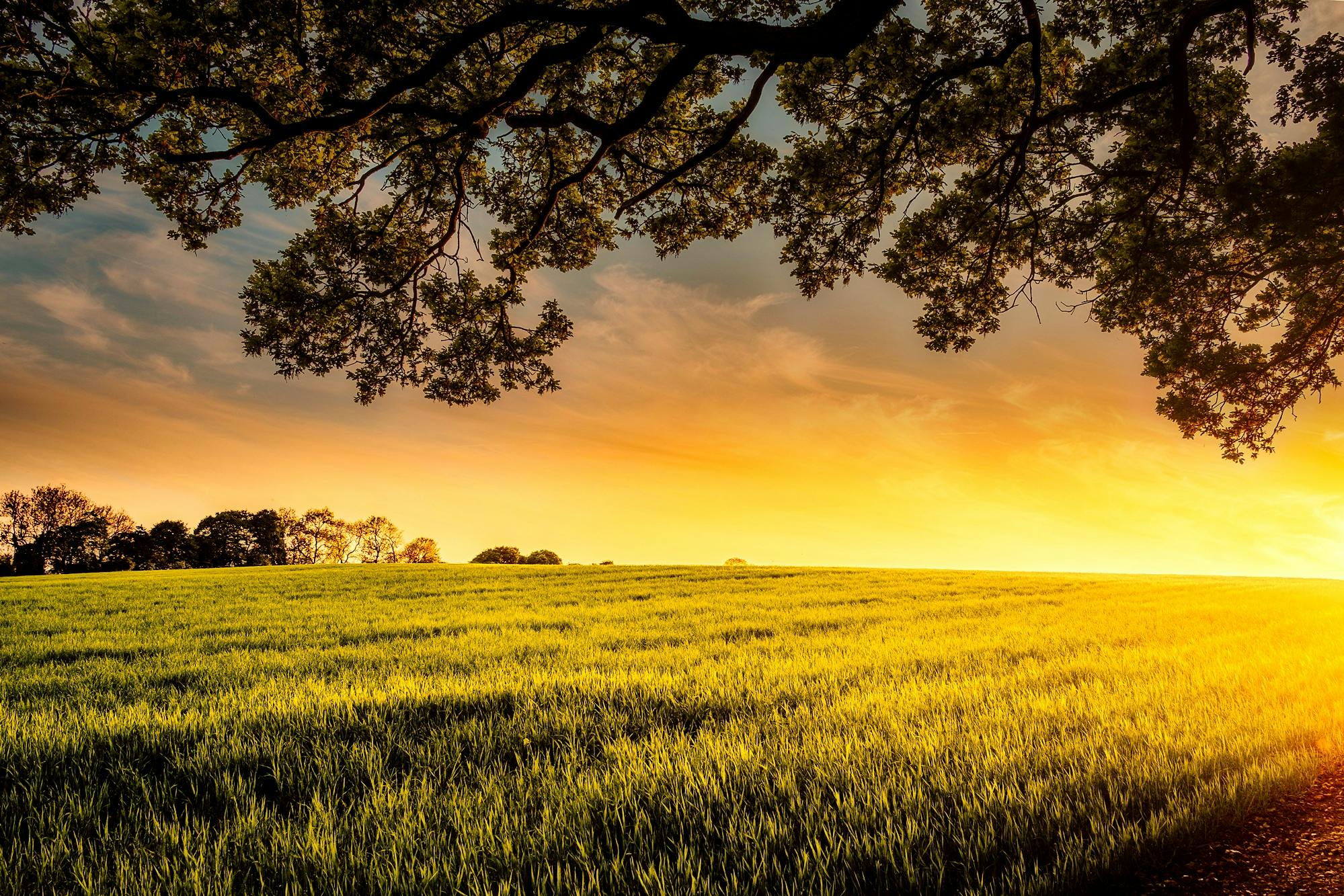 Agricultural field at sunset